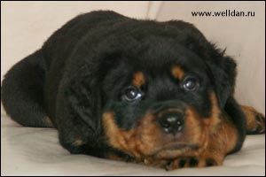 rottweiler puppy Rotti's Allyans Ute