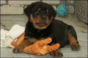 rottweiler puppy Rotti's Allyans Ute