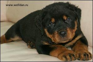 rottweiler puppy Rotti's Allyans Ute