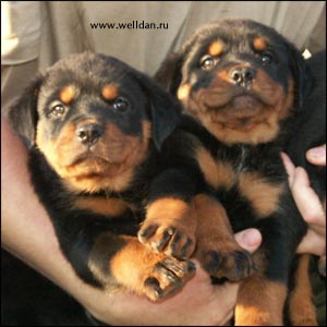 rottweiler puppy Rotti's Allyans Ute