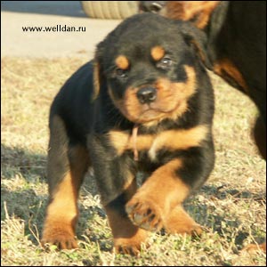 rottweiler puppy Rotti's Allyans Ute