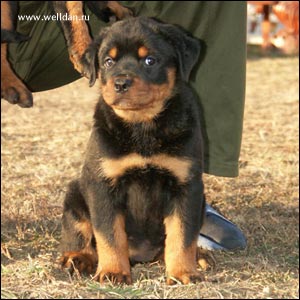 rottweiler puppy Rotti's Allyans Ute