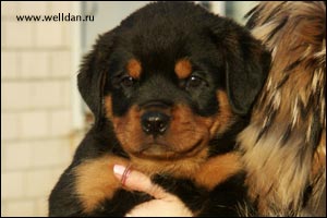 rottweiler puppy Rotti's Allyans Ute