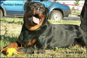 rottweiler puppy Rotti's Allyans Ute