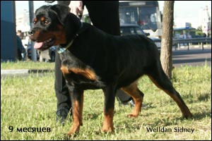 rottweiler puppy Rotti's Allyans Ute