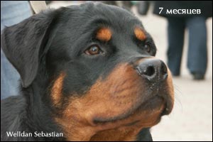 rottweiler puppy Rotti's Allyans Ute