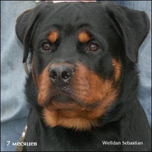 rottweiler puppy Rotti's Allyans Ute