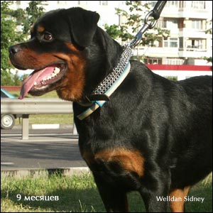 rottweiler puppy Rotti's Allyans Ute