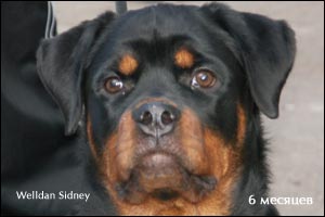 rottweiler puppy Rotti's Allyans Ute