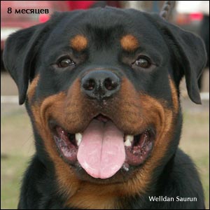 rottweiler puppy Rotti's Allyans Ute