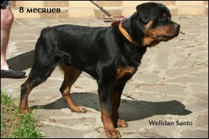 rottweiler puppy Rotti's Allyans Ute