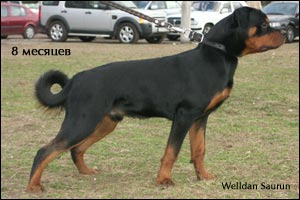 rottweiler puppy Rotti's Allyans Ute