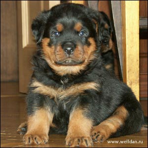 rottweiler puppy Rotti's Allyans Vico