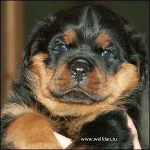 rottweiler puppy Rotti's Allyans Vico