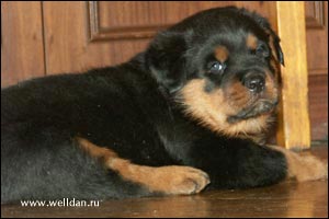 rottweiler puppy Rotti's Allyans Vico