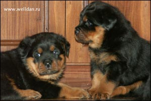 rottweiler puppy Rotti's Allyans Vico