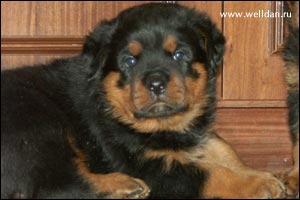 rottweiler puppy Rotti's Allyans Vico