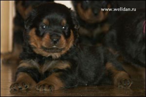 rottweiler puppy Rotti's Allyans Vico