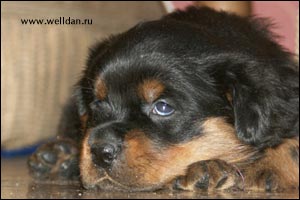 rottweiler puppy Rotti's Allyans Vico