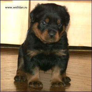 rottweiler puppy Rotti's Allyans Vico