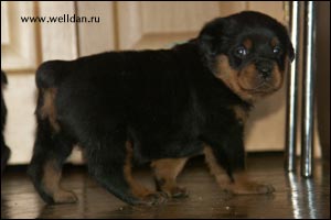 rottweiler puppy Rotti's Allyans Vico