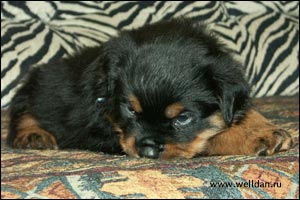 rottweiler puppy Rotti's Allyans Vico