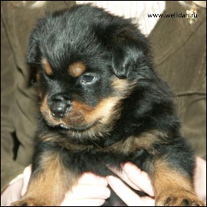 rottweiler puppy Rotti's Allyans Vico