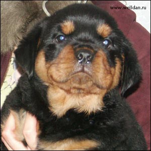 rottweiler puppy Rotti's Allyans Vico