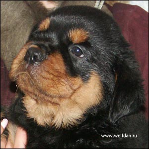 rottweiler puppy Rotti's Allyans Vico