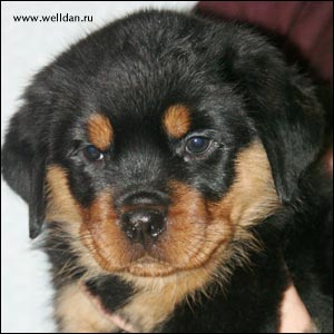 rottweiler puppy Rotti's Allyans Vico