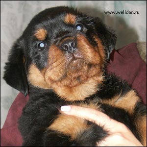 rottweiler puppy Rotti's Allyans Vico