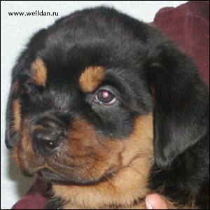 rottweiler puppy Rotti's Allyans Vico