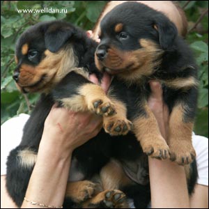 rottweiler puppy Rotti's Allyans Vico