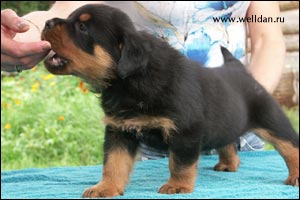 rottweiler puppy Rotti's Allyans Vico