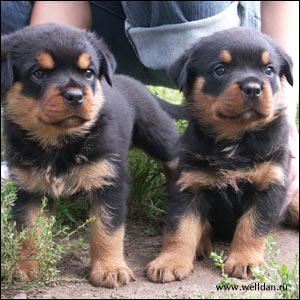 rottweiler puppy Rotti's Allyans Vico