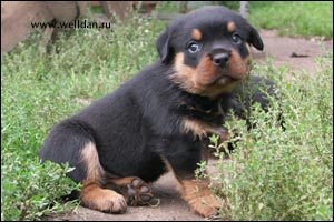 rottweiler puppy Rotti's Allyans Vico