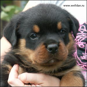 rottweiler puppy Rotti's Allyans Vico