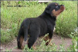 rottweiler puppy Rotti's Allyans Vico