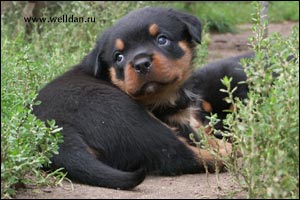 rottweiler puppy Rotti's Allyans Vico