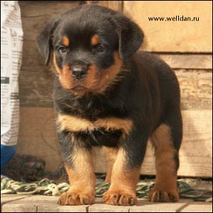   Rotti's Allyans Vico