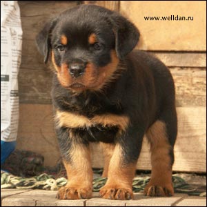 rottweiler puppy Rotti's Allyans Vico