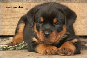 rottweiler puppy Rotti's Allyans Vico