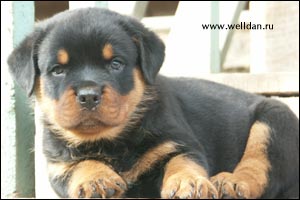 rottweiler puppy Rotti's Allyans Vico