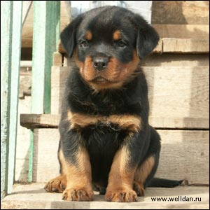 rottweiler puppy Rotti's Allyans Vico