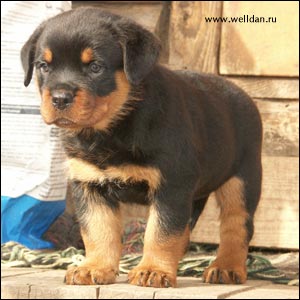 rottweiler puppy Rotti's Allyans Vico