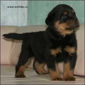 rottweiler puppy Rotti's Allyans Vico