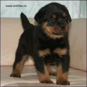 rottweiler puppy Rotti's Allyans Vico