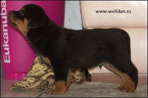 rottweiler puppy Rotti's Allyans Vico