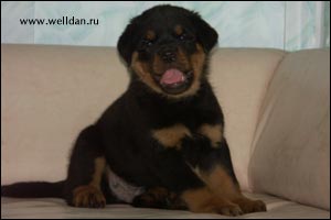 rottweiler puppy Rotti's Allyans Vico