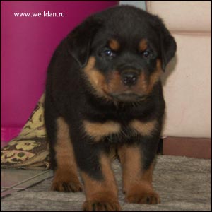 rottweiler puppy Rotti's Allyans Vico